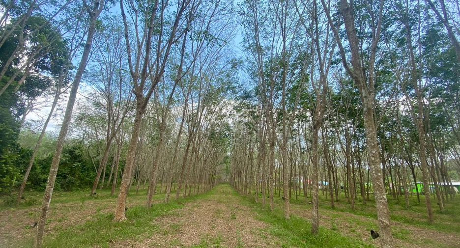 For sale land in Thalang, Phuket