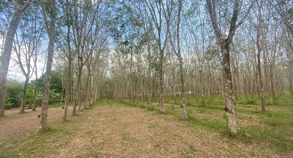 For sale land in Thalang, Phuket