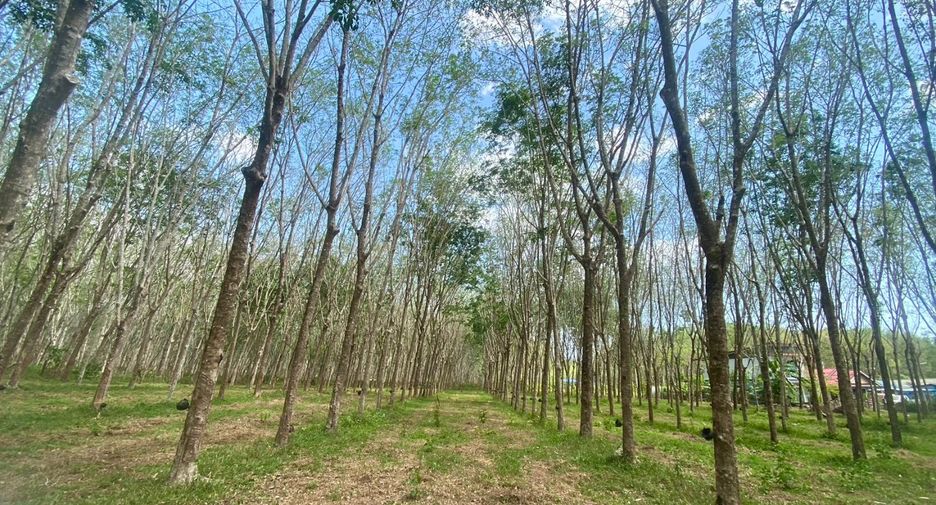 For sale land in Thalang, Phuket