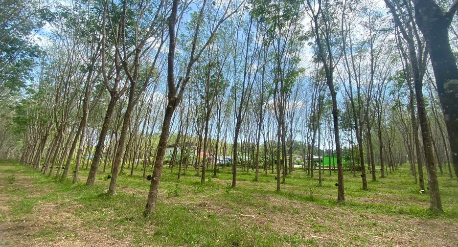 For sale land in Thalang, Phuket