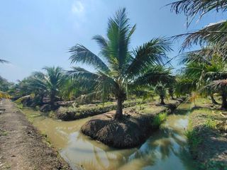 For sale land in Damnoen Saduak, Ratchaburi