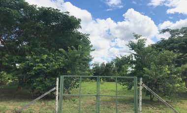 For sale land in San Sai, Chiang Mai