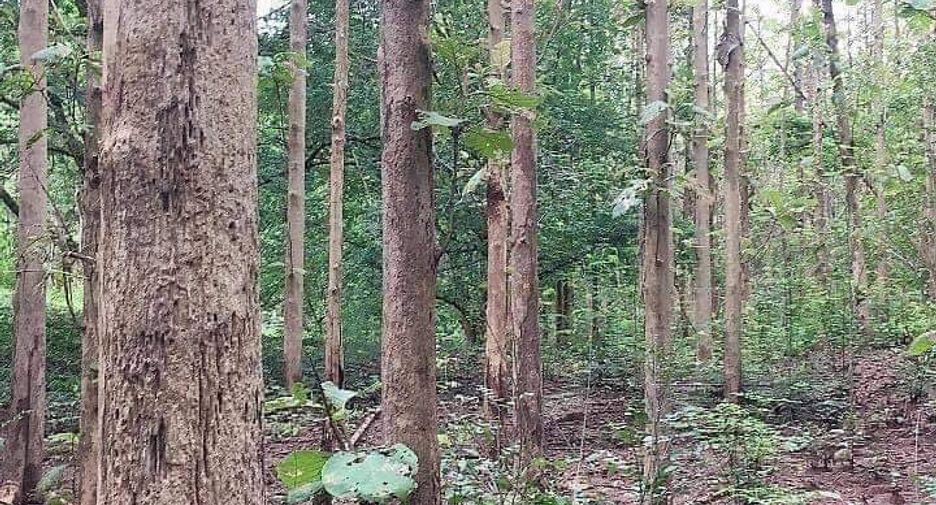 For sale land in Lom Kao, Phetchabun
