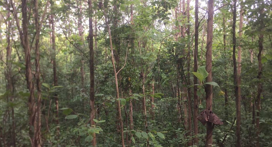 For sale land in Lom Kao, Phetchabun