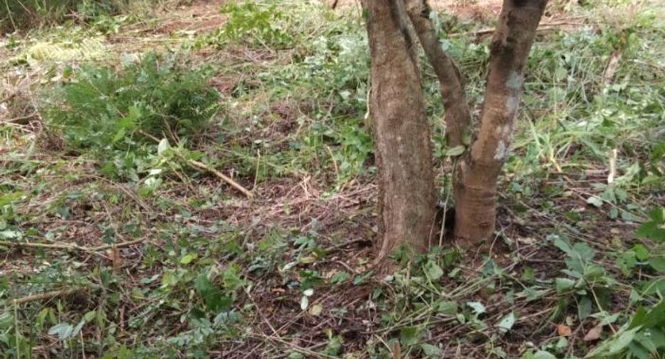For sale land in Lom Kao, Phetchabun