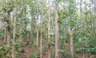 For sale land in Lom Kao, Phetchabun