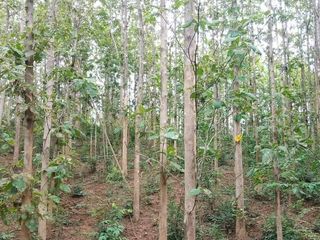 Продажа Участок в Lom Kao, Phetchabun
