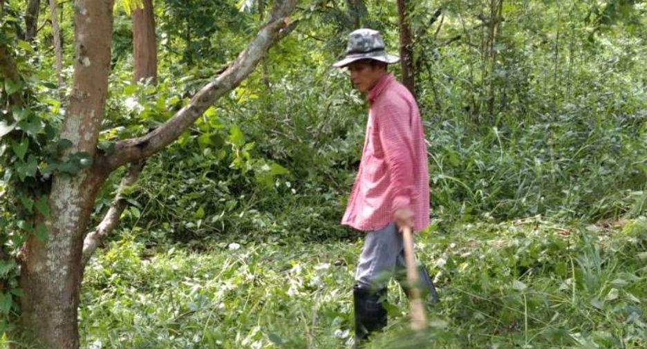 For sale land in Lom Kao, Phetchabun