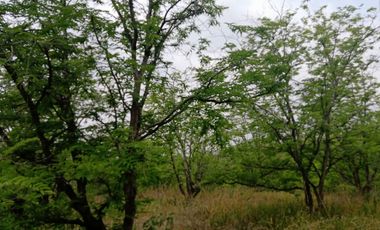 For sale land in Lom Kao, Phetchabun