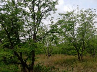 Продажа Участок в Lom Kao, Phetchabun