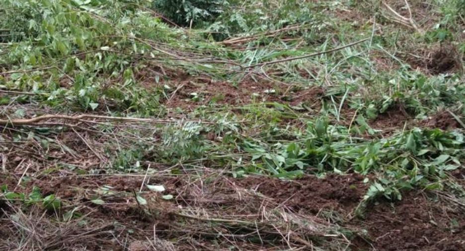 For sale land in Lom Kao, Phetchabun