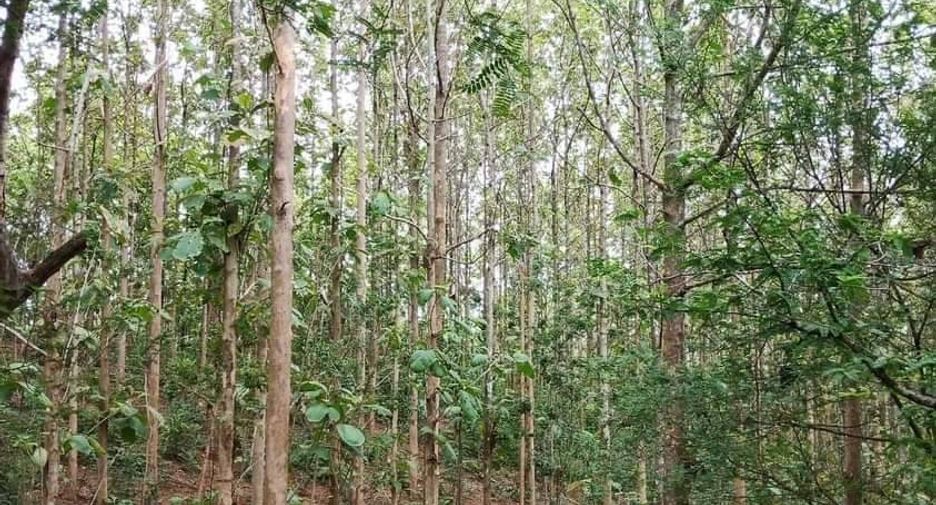 For sale land in Lom Kao, Phetchabun