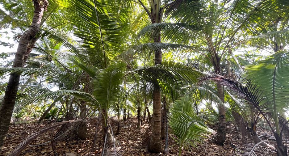 For sale land in Takua Thung, Phang Nga
