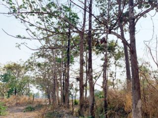 For sale land in Phibun Mangsahan, Ubon Ratchathani