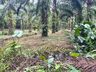 For sale land in Takua Thung, Phang Nga