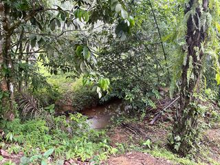 For sale land in Takua Thung, Phang Nga