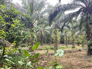 For sale land in Takua Thung, Phang Nga