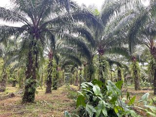 For sale land in Takua Thung, Phang Nga