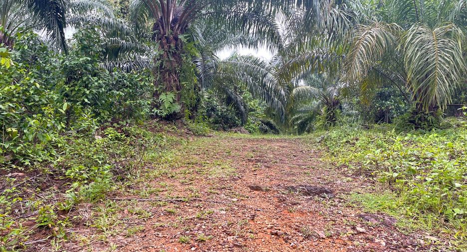 For sale land in Takua Thung, Phang Nga