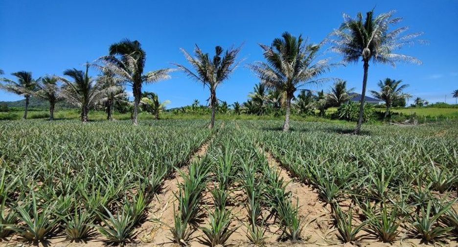 For sale land in Pran Buri, Prachuap Khiri Khan