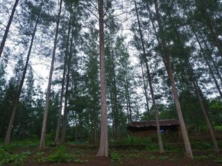For sale land in Ban Kha, Ratchaburi