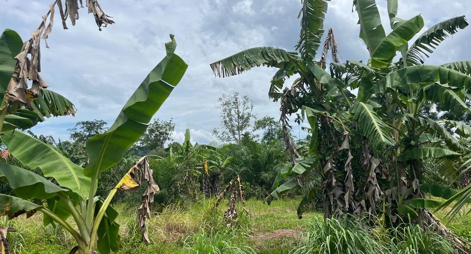 Terreno en venta en Thai Mueang, Phang Nga