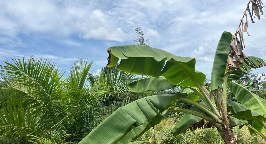 Terreno en venta en Thai Mueang, Phang Nga