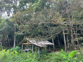 For sale land in Takua Thung, Phang Nga