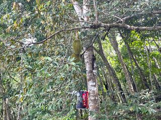 For sale land in Takua Thung, Phang Nga