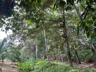 For sale land in Takua Thung, Phang Nga