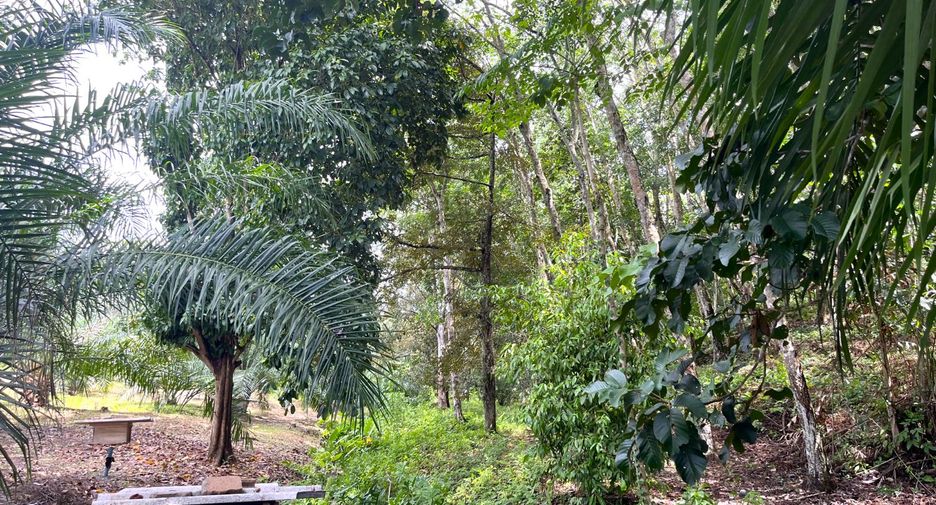 For sale land in Takua Thung, Phang Nga