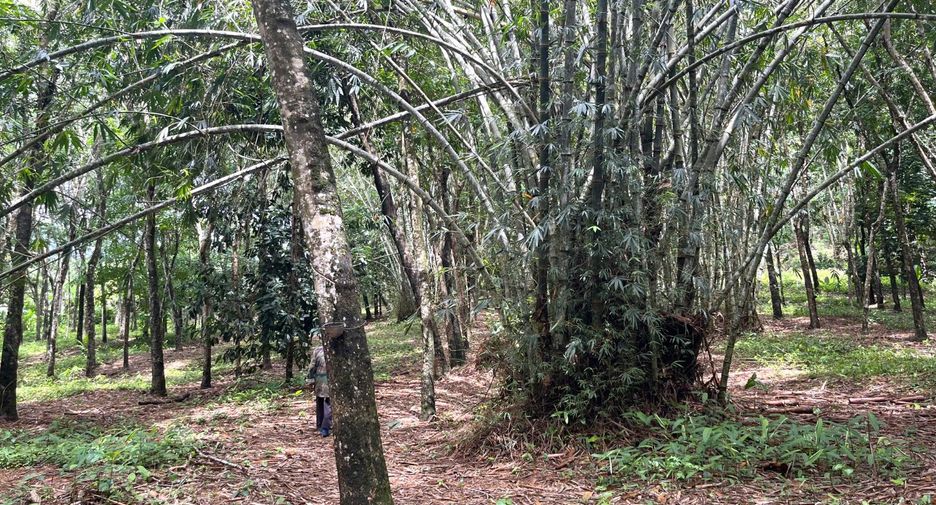For sale land in Takua Thung, Phang Nga