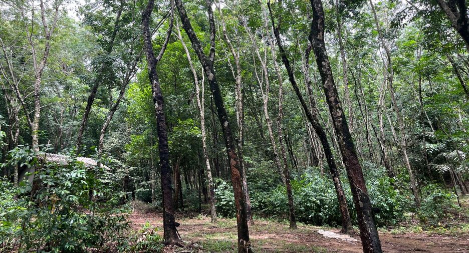 For sale land in Takua Thung, Phang Nga