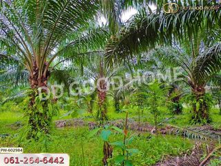 For sale land in Thung Yai, Nakhon Si Thammarat