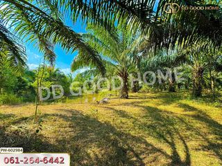 For sale land in Thung Yai, Nakhon Si Thammarat