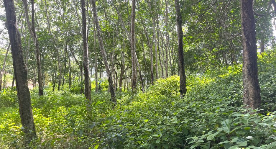 For sale land in Takua Thung, Phang Nga