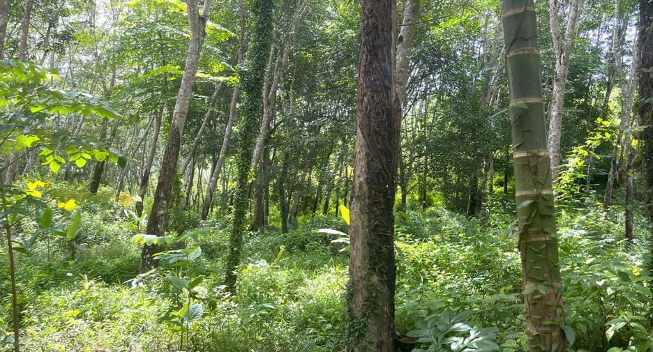 For sale land in Takua Thung, Phang Nga