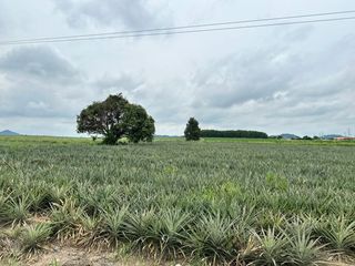 For sale land in Nong Yai, Chonburi