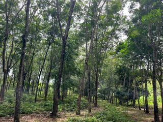For sale land in Takua Thung, Phang Nga