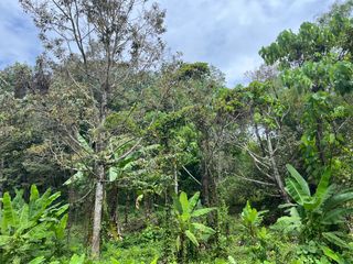 For sale land in Takua Thung, Phang Nga