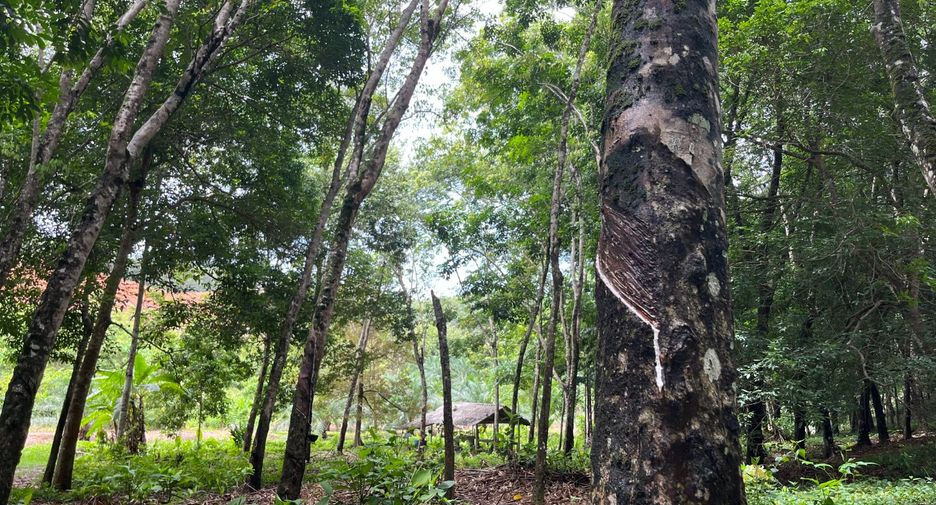 For sale land in Takua Thung, Phang Nga