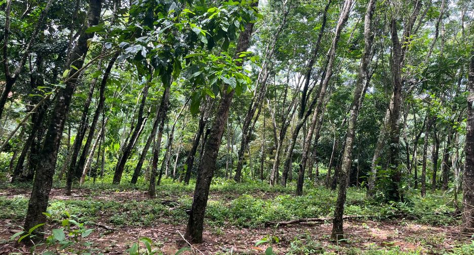 For sale land in Takua Thung, Phang Nga