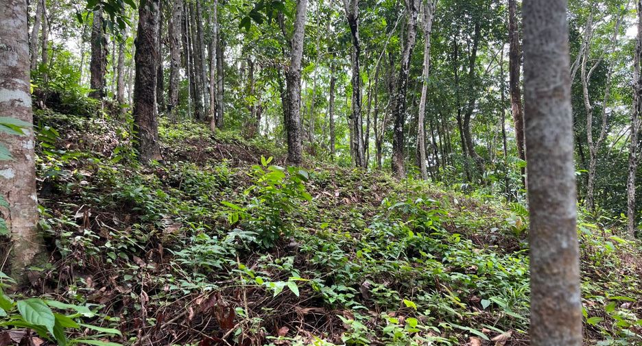 For sale land in Takua Thung, Phang Nga