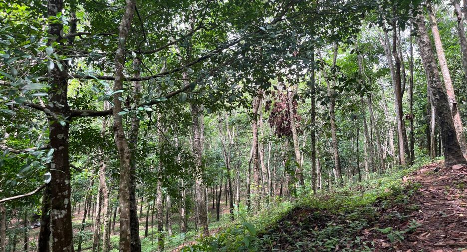 For sale land in Takua Thung, Phang Nga