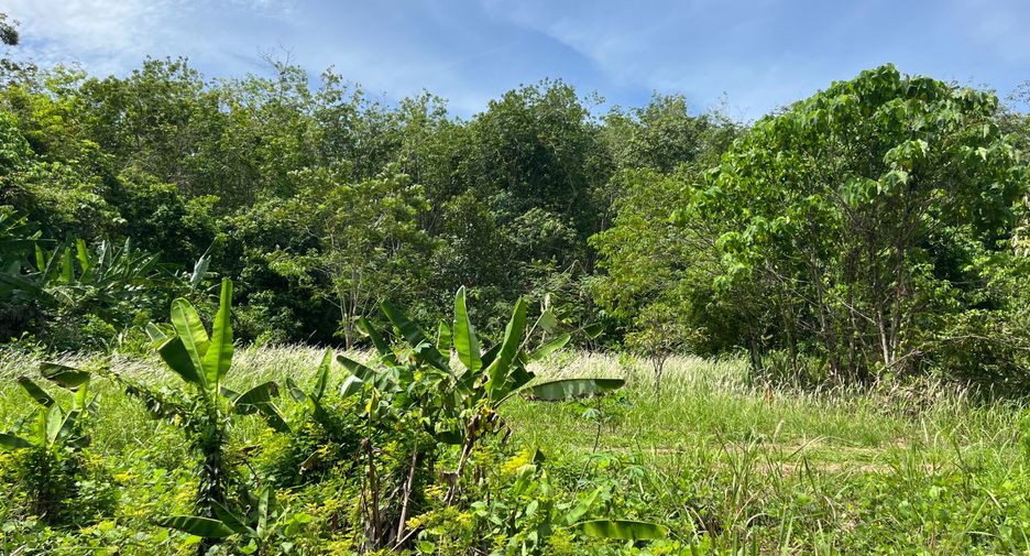 For sale land in Takua Thung, Phang Nga