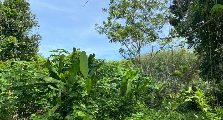 For sale land in Takua Thung, Phang Nga