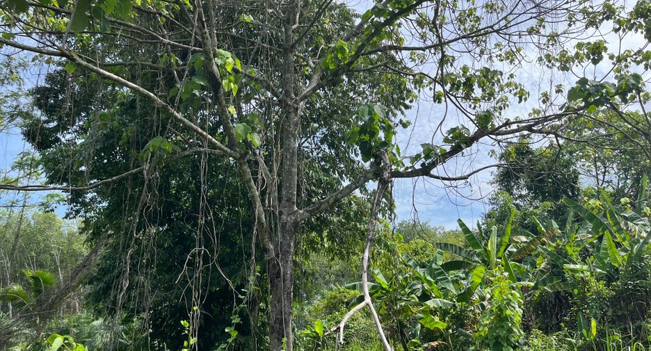 For sale land in Takua Thung, Phang Nga