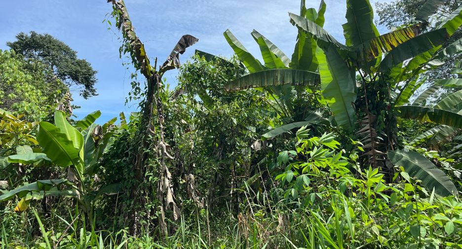 For sale land in Takua Thung, Phang Nga
