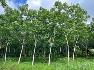 For sale land in Thai Mueang, Phang Nga