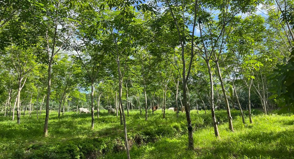 For sale land in Thai Mueang, Phang Nga